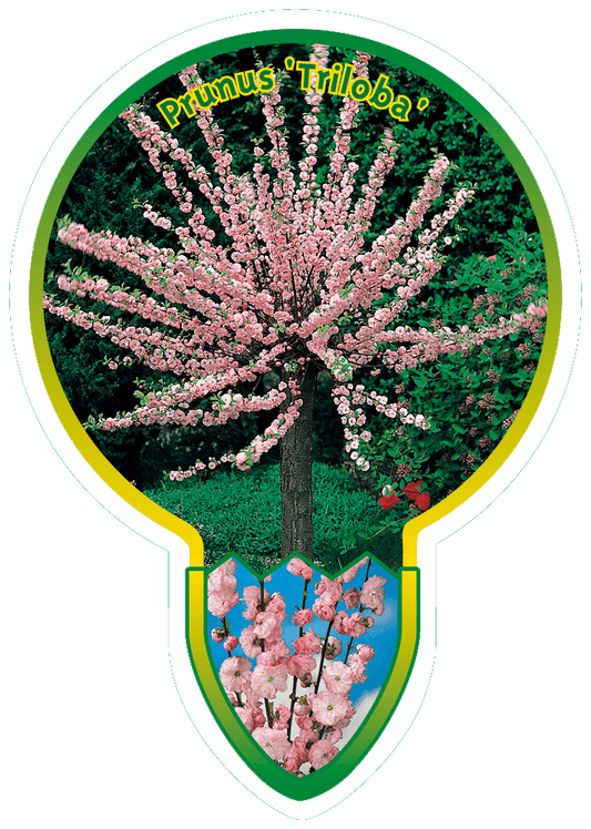 Prunus Triloba - Amandelboom op stam