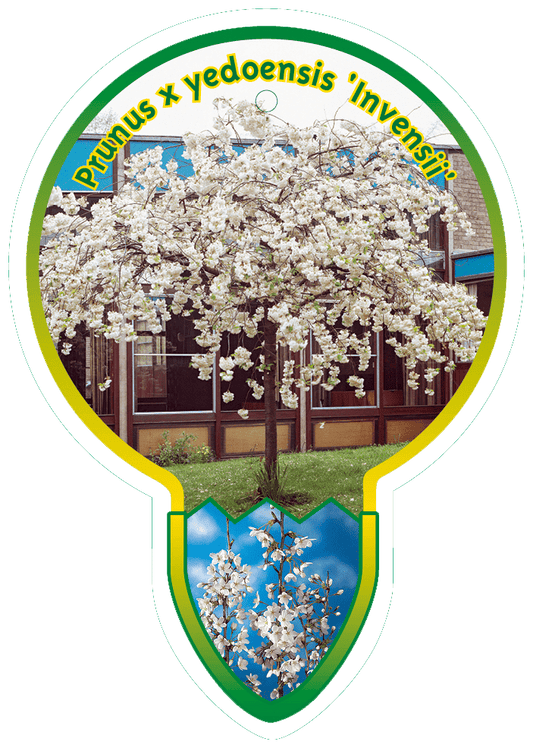 Prunus yedoensis 'Ivensii' - Treur Yoshinokers op stam