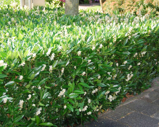 Twee jonge, groene struikjes in zwarte potten staan op een natte betonnen vloer, één met witte bloemen. Perfect voor tuinieren of als decoratie in een buitenruimte.
