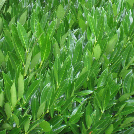 Groene, glanzende bladeren van een struik met een dichte, natuurlijke textuur. Perfect voor tuin- en landschapsontwerp, met een levendige kleur die elke ruimte verfraait.