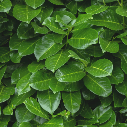 Groene bladeren van een struik met glanzende, ovale vorm en duidelijke nerven, perfect voor tuinversiering of als decoratief element in binnen- en buitenruimtes.