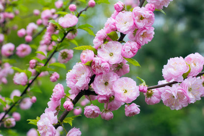 Prunus Triloba - Amandelboom op stam