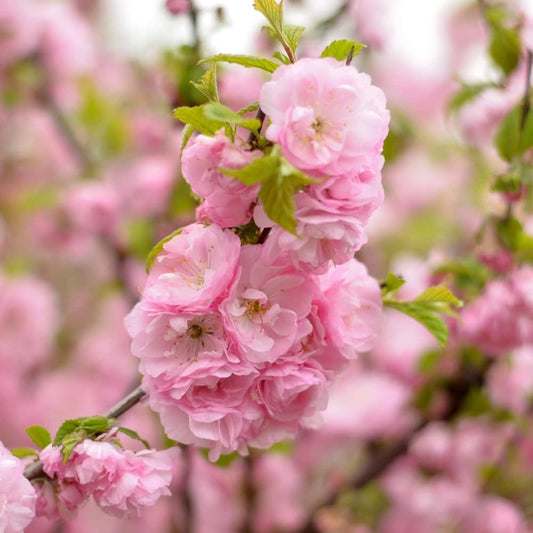 Een tak vol zachte roze kersenbloesems met groene bladeren, perfect voor tuinversiering. Bloeiende kersenboom voor een romantische, lente-geïnspireerde decoratie.