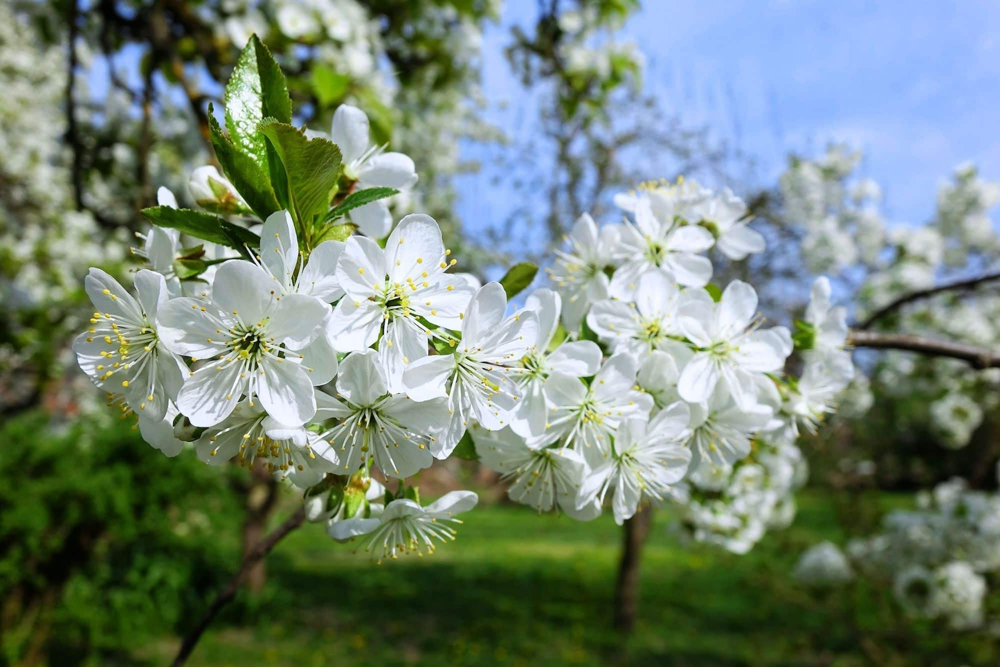 Prunus avium - Zoete kers blote wortel