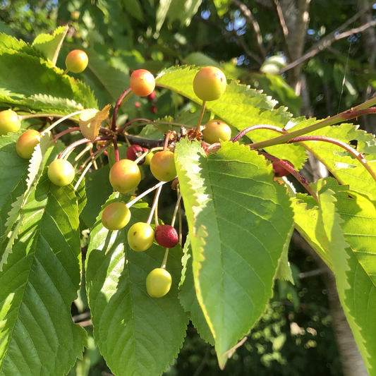 Een takje met rijpe, groene en rode kersen, omringd door heldergroene bladeren. Perfect voor het versieren van een tuin of als decoratief element in een natuurlijke setting.