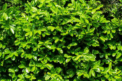 Prunus laurocerasus 'Novita' - Laurierkers-haag blote wortel