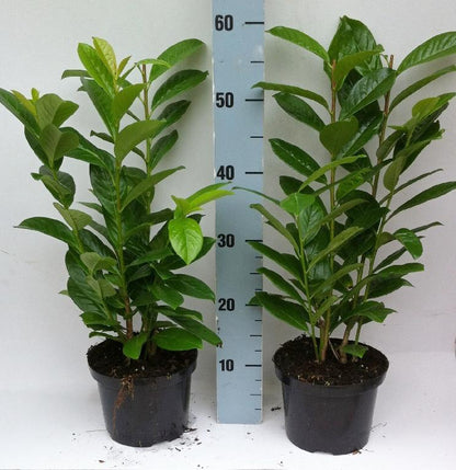 Prunus laurocerasus 'Novita' - Laurierhaag