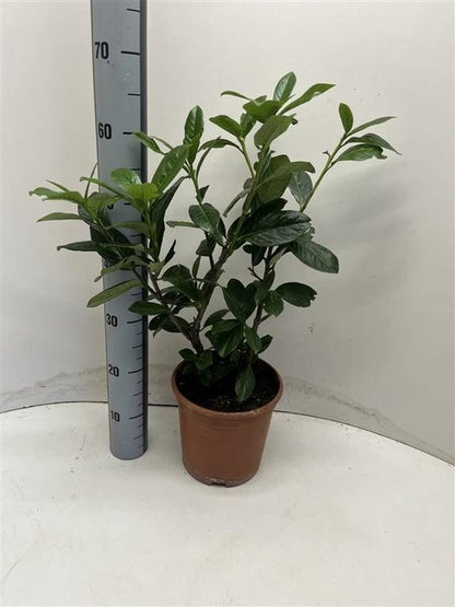 Prunus laurocerasus 'Novita' - Laurierhaag
