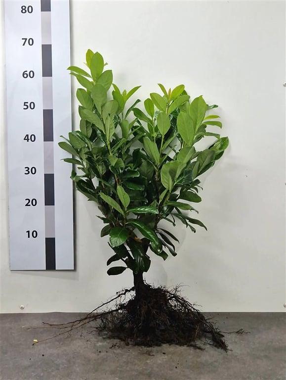 Prunus laurocerasus 'Novita' - Laurierkers-haag blote wortel