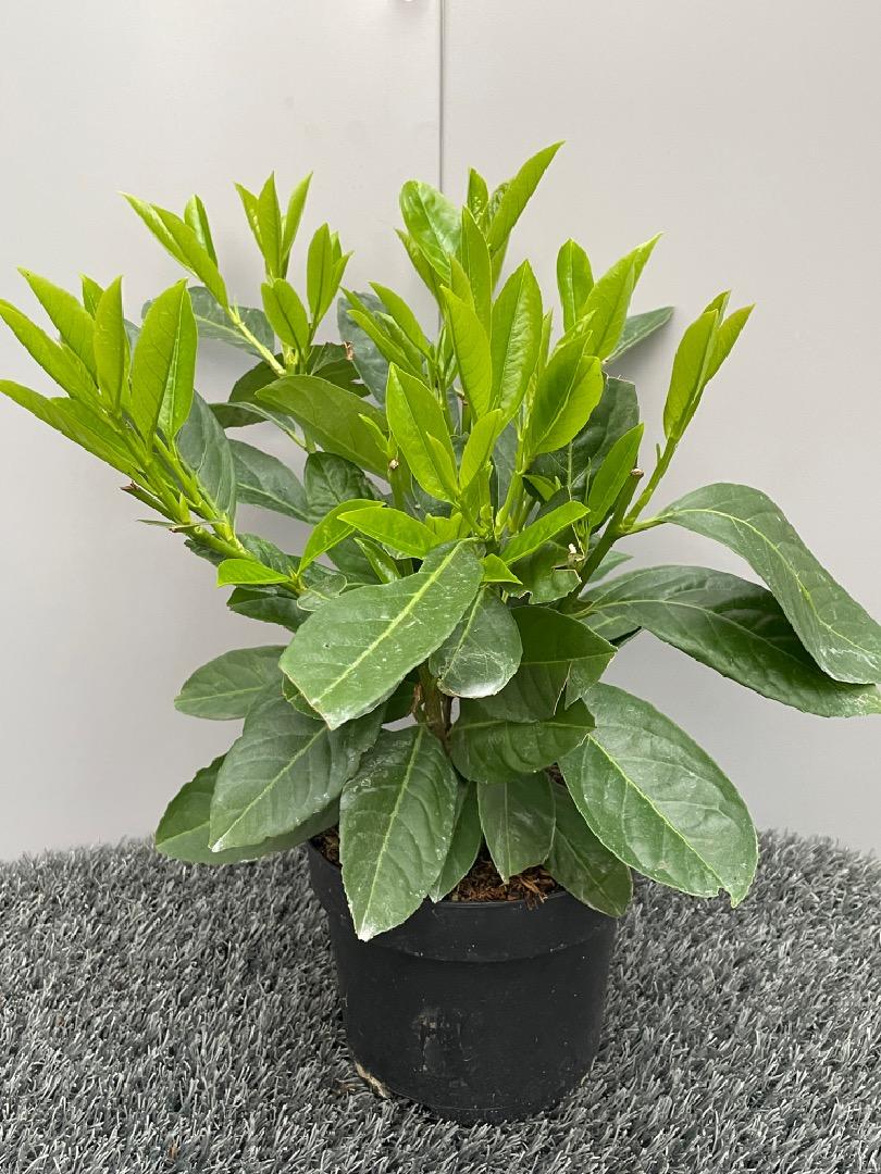 Prunus laurocerasus 'Rotundifolia' - Laurierhaag pakket 10 meter