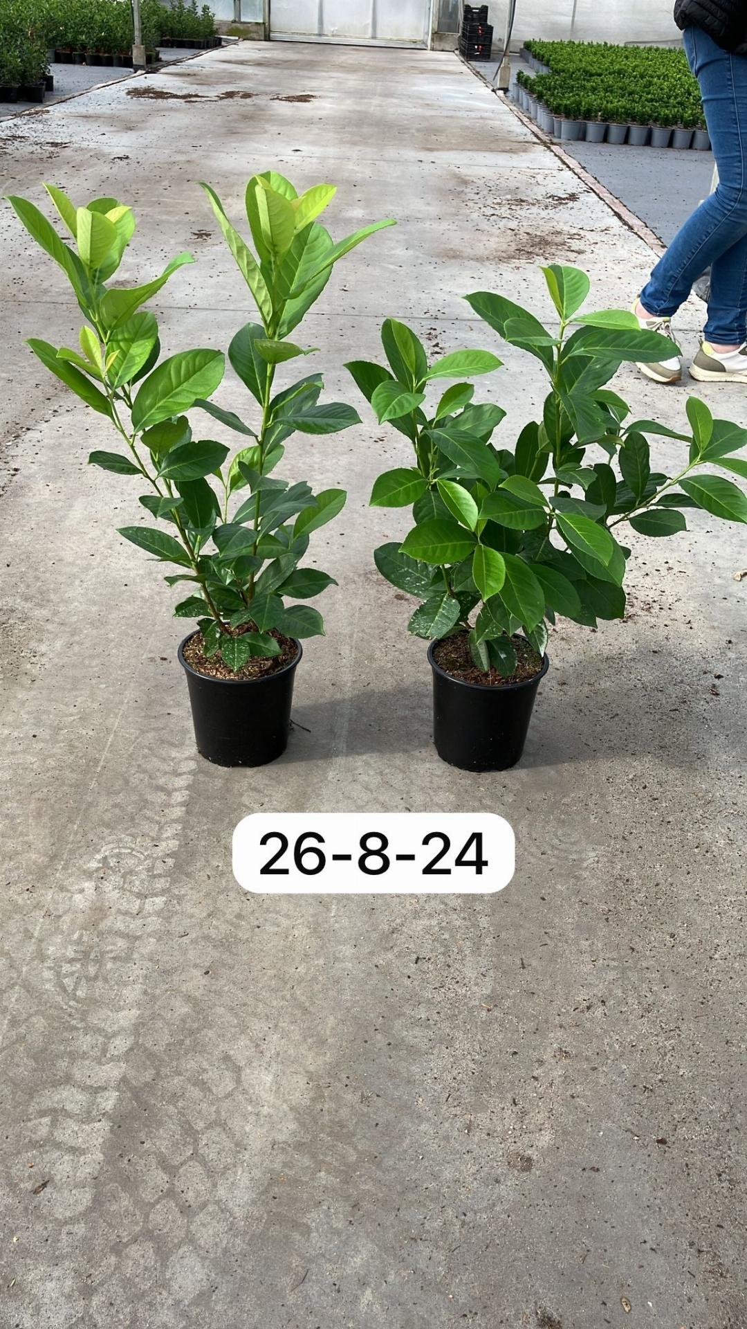 Prunus laurocerasus 'Rotundifolia' - Laurierhaag pakket 10 meter