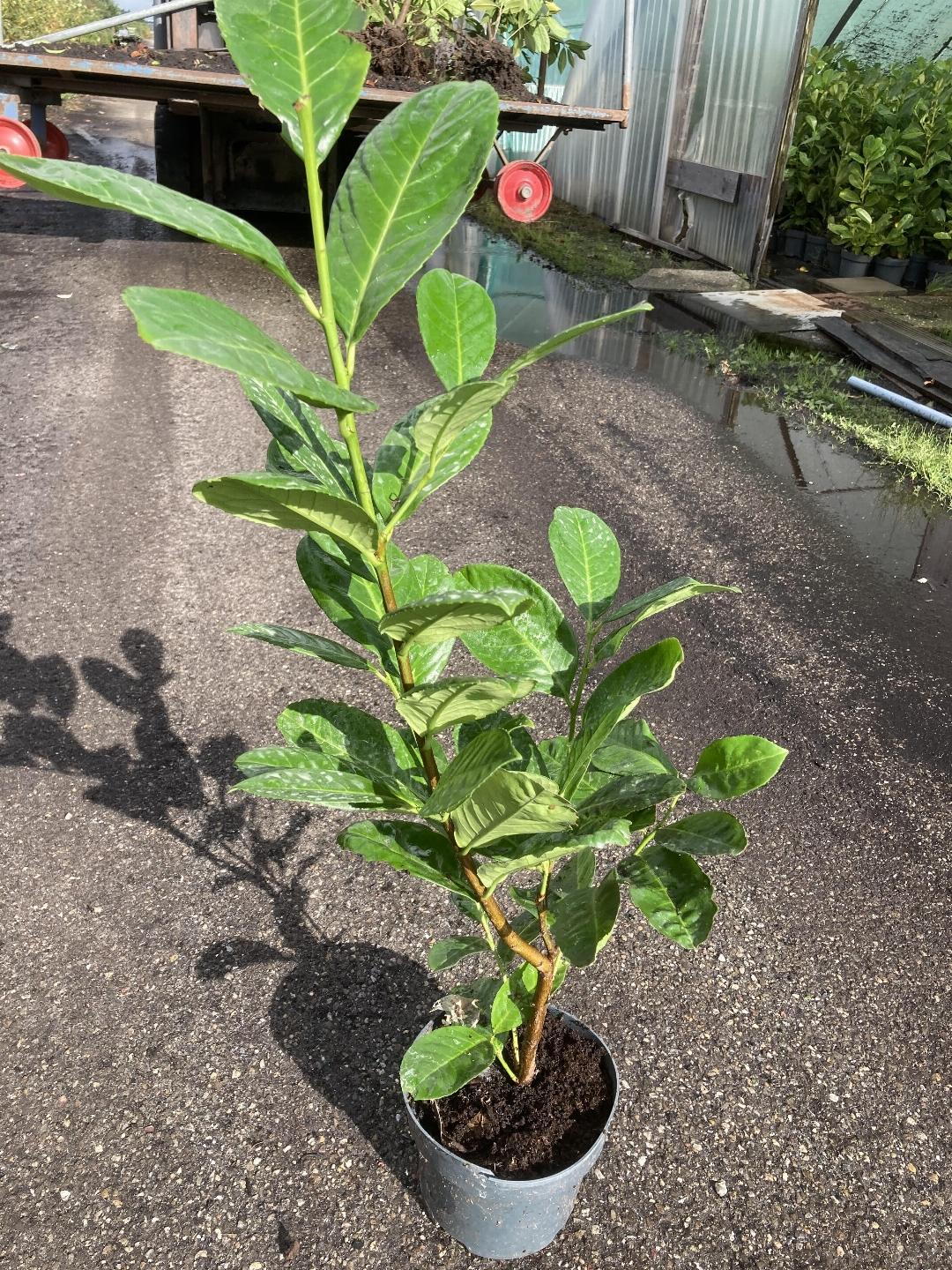 Prunus laurocerasus 'Rotundifolia' - Laurierhaag pakket 10 meter