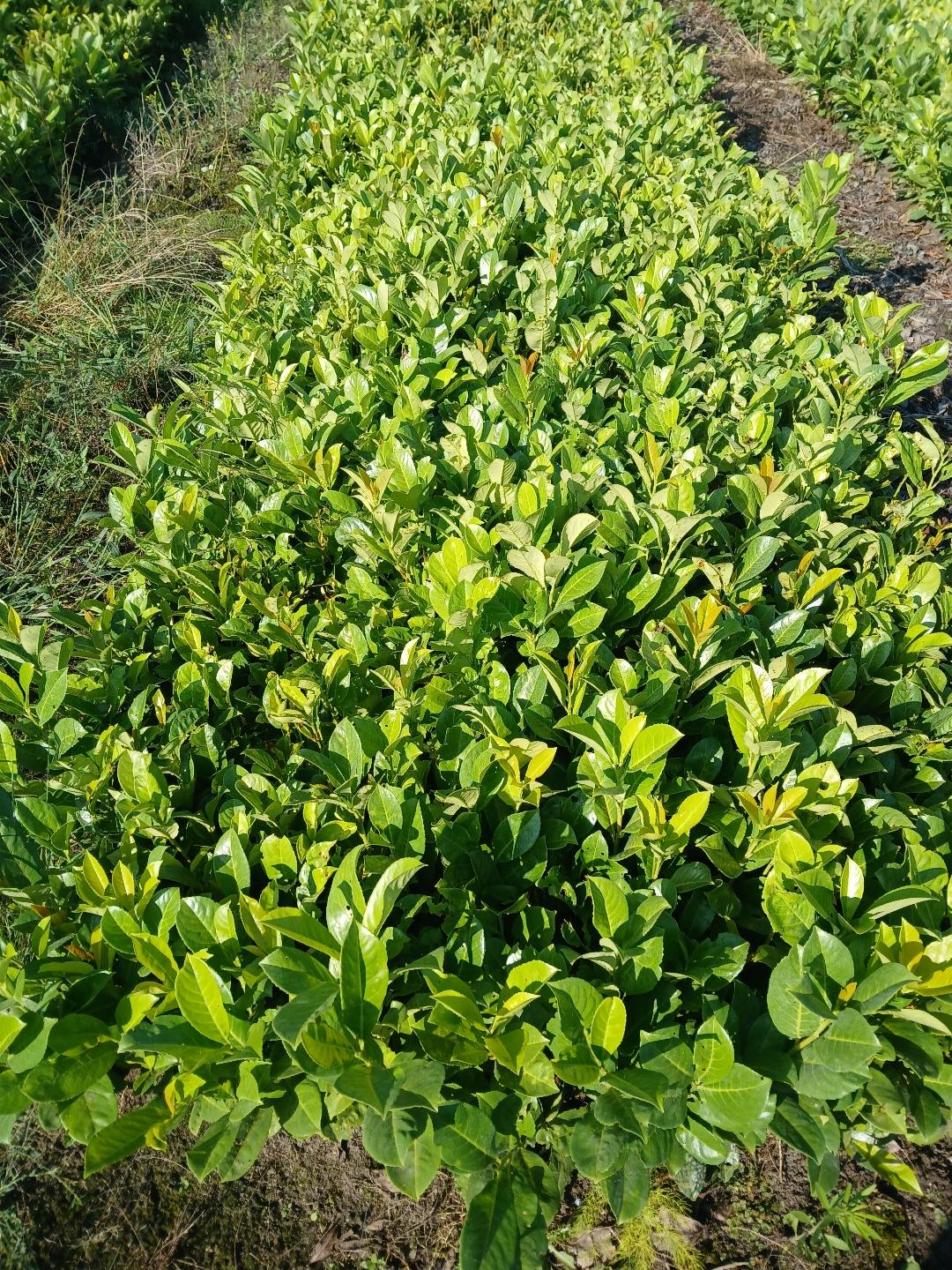 Prunus laurocerasus 'Rotundifolia' - Laurierhaag pakket 10 meter