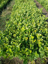 Prunus laurocerasus 'Rotundifolia' - Laurierhaag pakket 10 meter