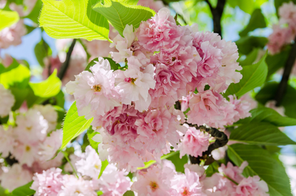 Prunus serrulata 'Kanzan' - Japanse Sierkers op stam