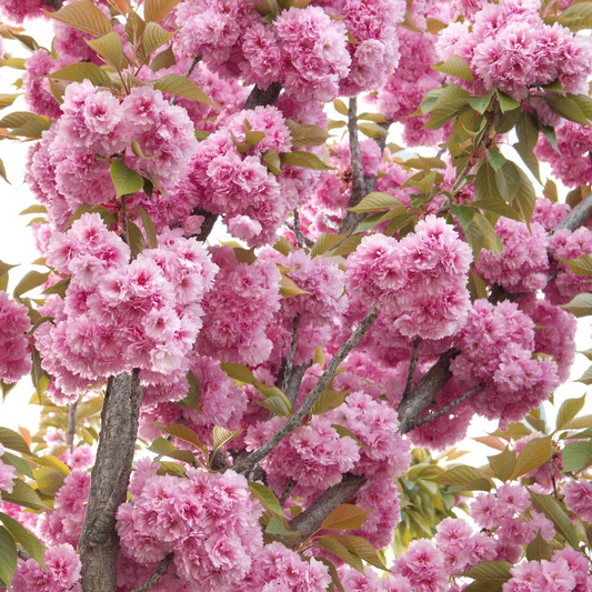 Bloeiende kersenboom met zachte roze bloesems en groene bladeren, perfect voor tuinversiering. Prachtige bloesem voor decoratieve tuinen en bloemenliefhebbers.