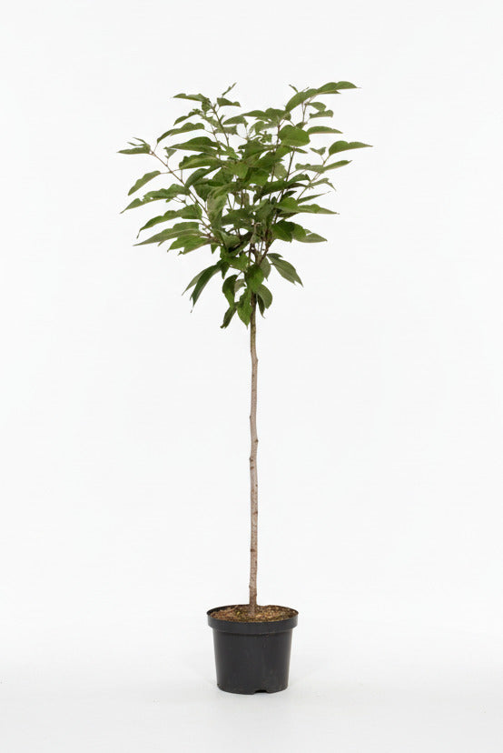 Prunus serrulata 'Kanzan' - Japanse Sierkers op stam