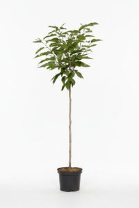 Prunus serrulata 'Kanzan' - Japanse Sierkers op stam