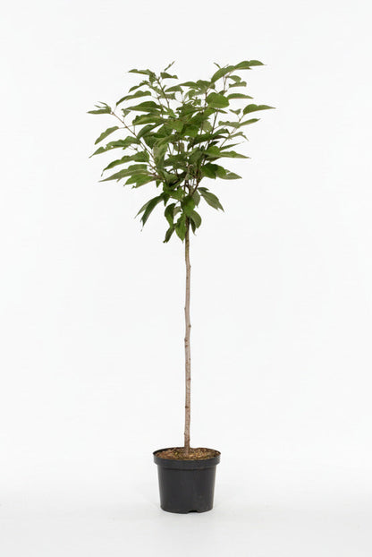 Prunus serrulata 'Kanzan' - Japanse Sierkers op stam