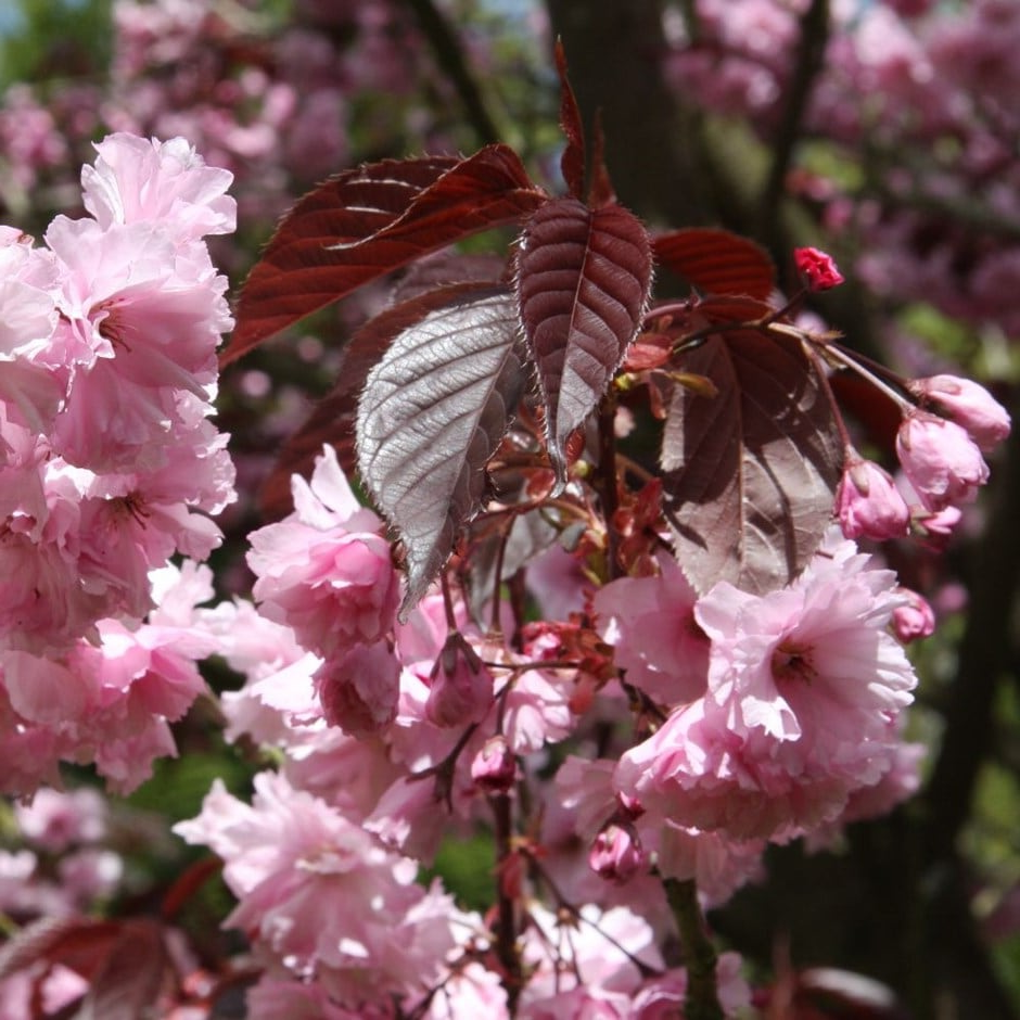 Prunus serrulata 'Royal Burgundy' - Japanse Sierkers op stam