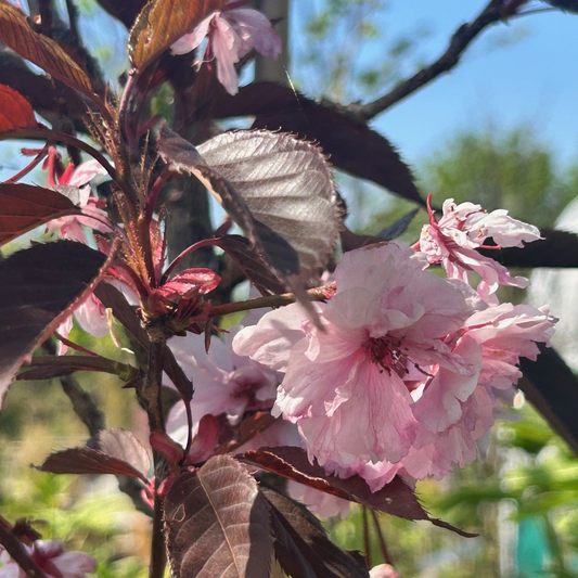 Bloeiende kersenboom met zachte roze bloesems en donkerrode bladeren, perfect voor tuinversiering. Prachtige bloesem voor decoratieve tuinen en bloemenliefhebbers.