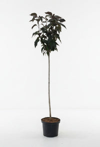 Prunus serrulata 'Royal Burgundy' - Japanse Sierkers op stam