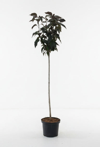 Prunus serrulata 'Royal Burgundy' - Japanse Sierkers op stam