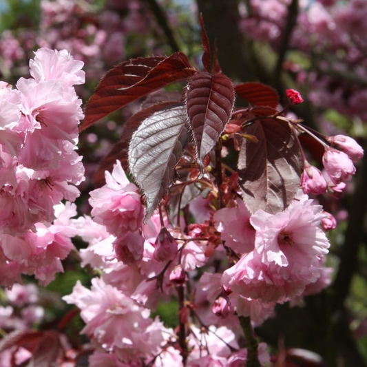 Bloeiende kersenboom met zachte roze bloesems en donkerrode bladeren, perfect voor tuinversiering. Prachtige bloesem voor decoratieve tuinen en bloemenliefhebbers.