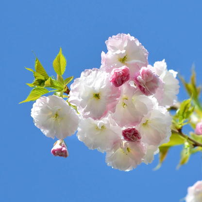 Prunus serrulata 'Shôgetsu' - Japanse Sierkers op stam