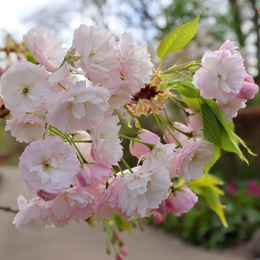 Een tak vol zacht roze en witte kersenbloesems met jonge groene bladeren, perfect voor tuinversiering. Bloeiende kersenboom voor decoratieve tuin- en landschapsontwerp.