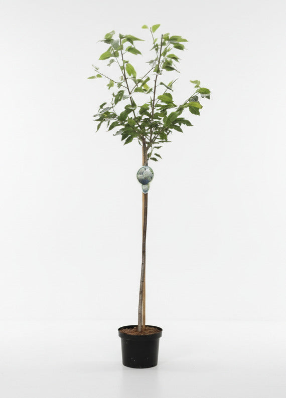 Prunus serrulata 'Shôgetsu' - Japanse Sierkers op stam