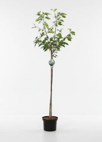 Prunus serrulata 'Shôgetsu' - Japanse Sierkers op stam
