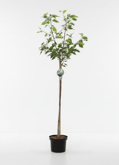 Prunus serrulata 'Shôgetsu' - Japanse Sierkers op stam