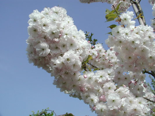Een tak vol zacht roze en witte kersenbloesems met jonge groene bladeren, perfect voor tuinversiering of als decoratief element in een bloemenstuk. Bloeiende kersenboom voor tuin- en landschapsontwerp.
