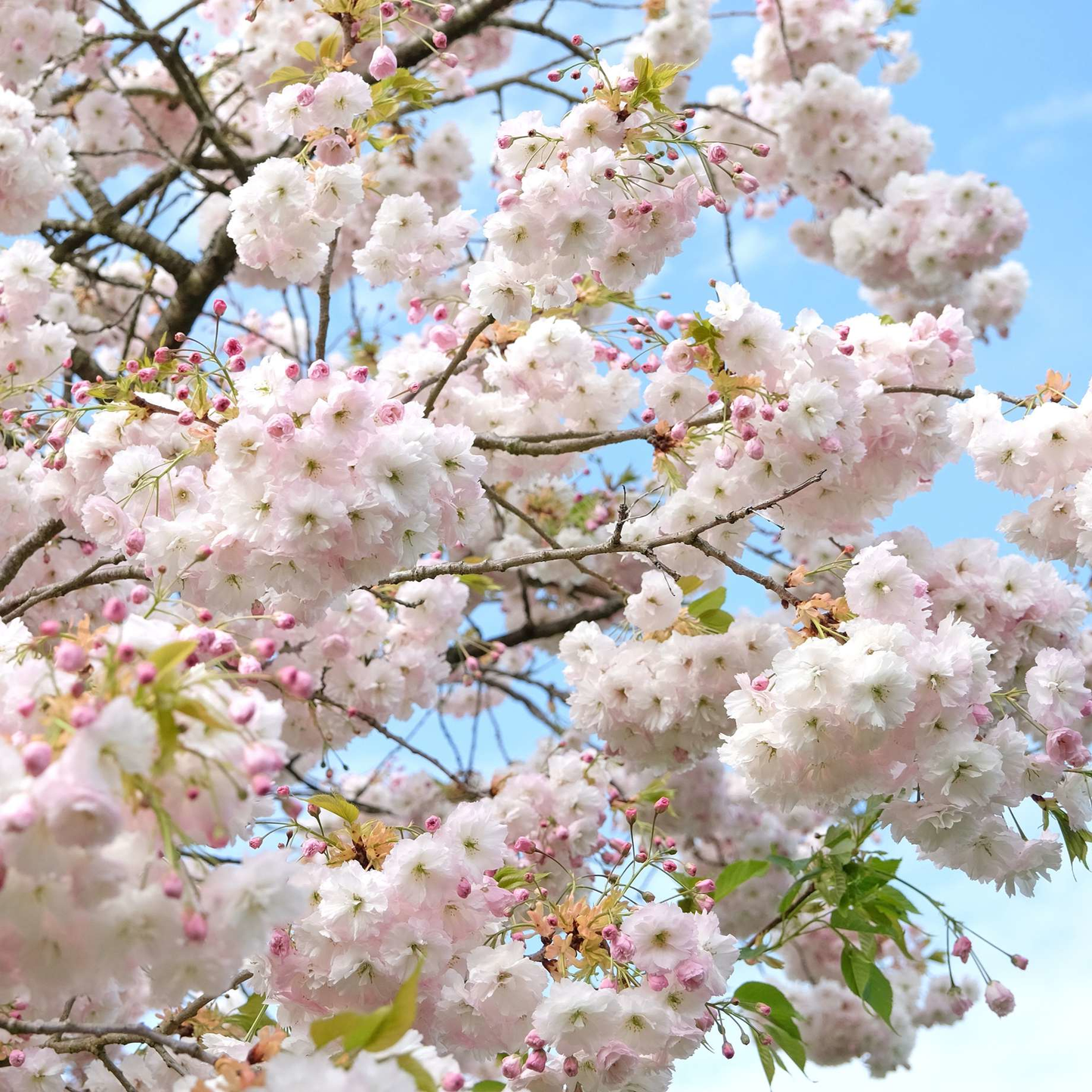 Prunus serrulata 'Shôgetsu' - Japanse Sierkers op stam