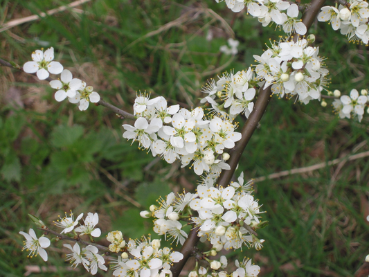 Een tak met witte bloesems en gele stekels, geplaatst tegen een groene achtergrond. Perfect voor decoratieve doeleinden en tuinontwerp.