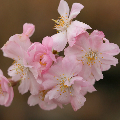 Prunus subhirtella 'Autumnalis Rosea' - Winterbloeiende kers op stam