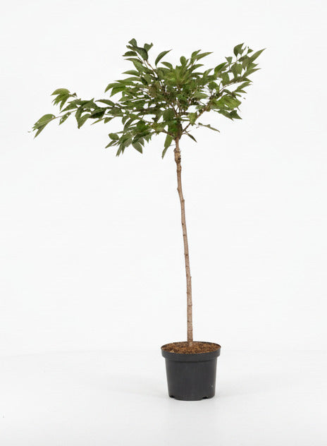Prunus subhirtella 'Autumnalis Rosea' - Winterbloeiende kers op stam