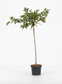 Prunus subhirtella 'Autumnalis Rosea' - Winterbloeiende kers op stam