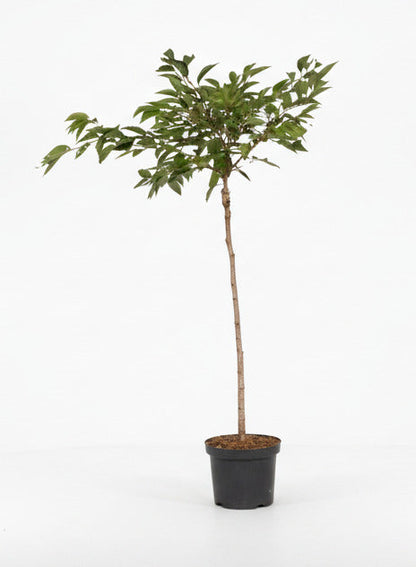 Prunus subhirtella 'Autumnalis Rosea' - Winterbloeiende kers op stam