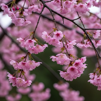 Prunus subhirtella 'Pendula Rubra' - Rode Treurkers op stam