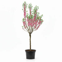 Prunus tenella 'Fire Hill' - Dwergamandel op stam