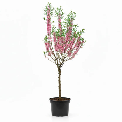 Prunus tenella 'Fire Hill' - Dwergamandel op stam
