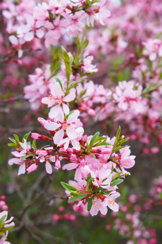 Bloeiende kersenbloesem in zachte roze tinten, met groene blaadjes en fijne stammetjes. Perfect voor tuinversiering of als decoratief element in de lente.