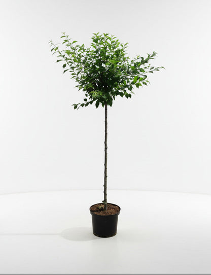 Prunus Triloba - Amandelboom op stam