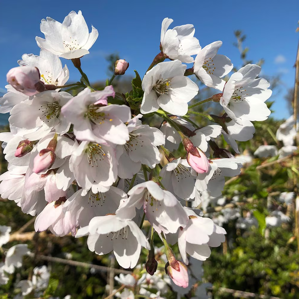Prunus yedoensis 'Ivensii' - Treur Yoshinokers op stam