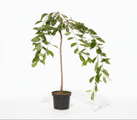 Prunus yedoensis 'Ivensii' - Treur Yoshinokers op stam