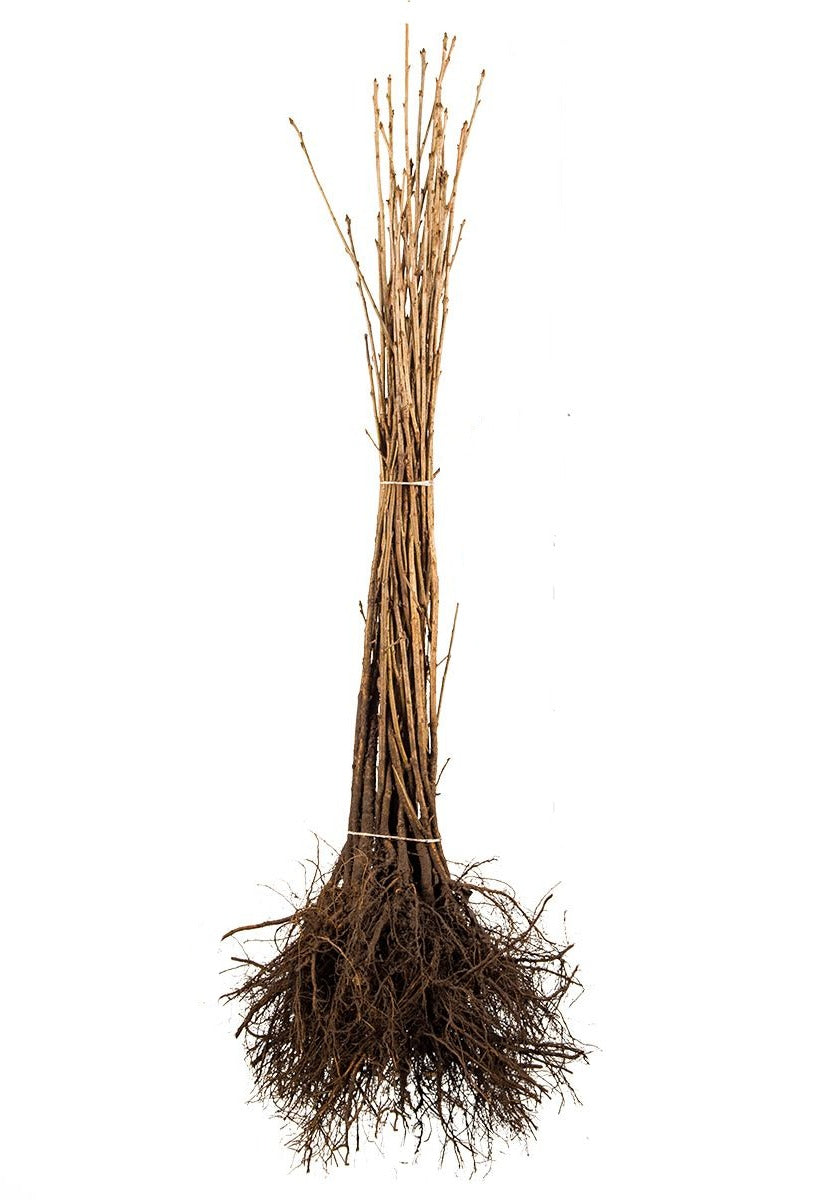 Prunus avium - Zoete kers blote wortel