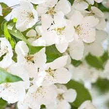 Prunus avium - Zoete kers blote wortel