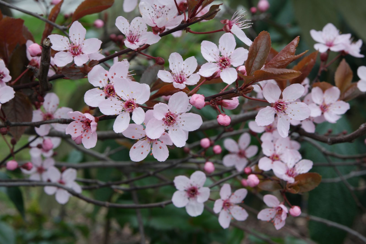 Prunus cerasifera - Kerspruimhaag blote wortel
